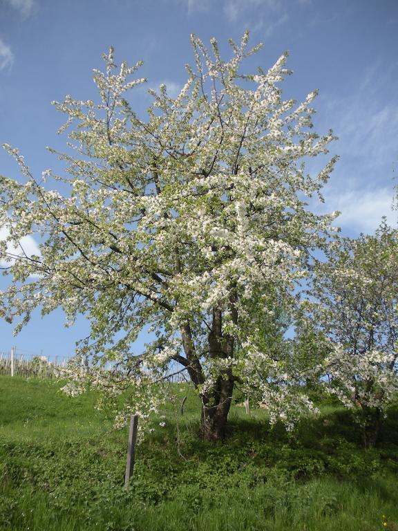 玛吉特民宿 Kössen 外观 照片